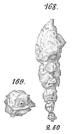 صورة Reophax scorpiurus Montfort 1808