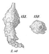 صورة Reophax scorpiurus Montfort 1808