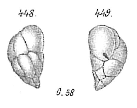 Image of Robertinoides suecicum Höglund 1947