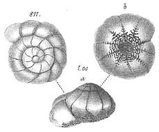 Ammonia batava (Hofker 1951) resmi