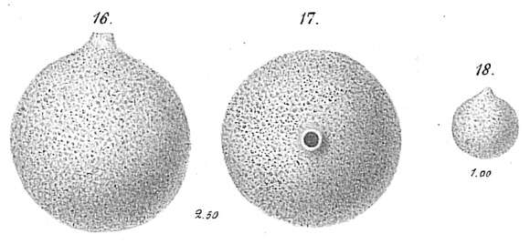 Image of Saccammina sphaerica Brady 1871