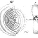Image of Spiroloculina limbata d'Orbigny 1826