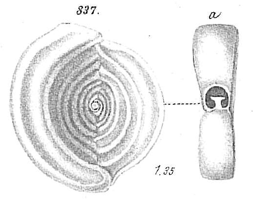 Image of Spiroloculina limbata d'Orbigny 1826