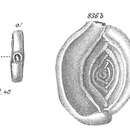 Image of Spiroloculina planulata (Lamarck 1804)