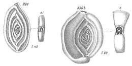 Image of Spiroloculina planulata (Lamarck 1804)