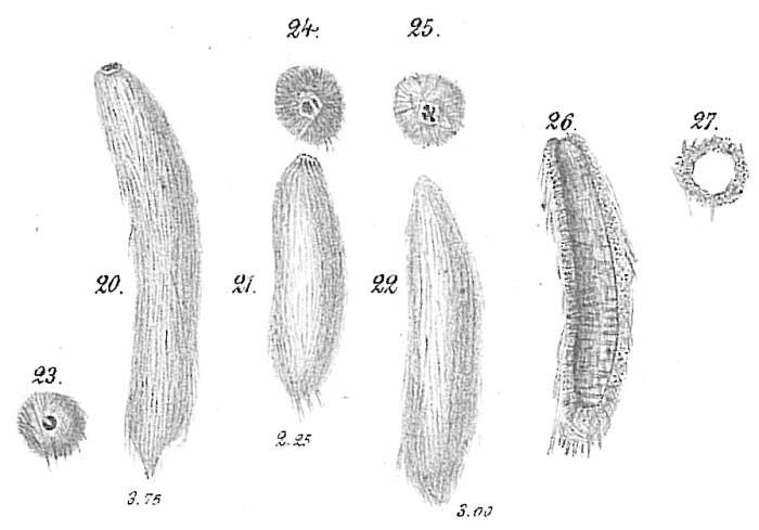 Image de Technitella legumen Norman 1878