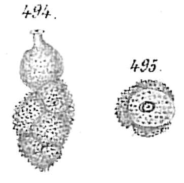 Image de Uvigerina auberiana d'Orbigny 1839