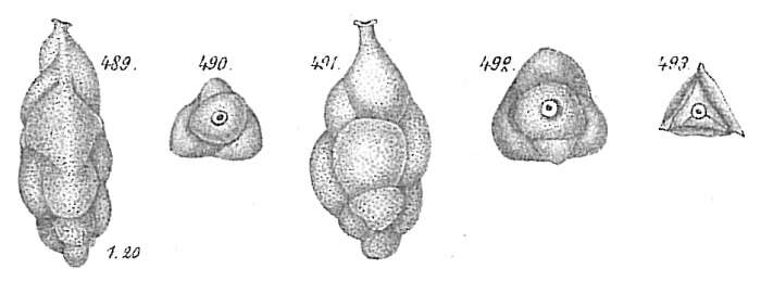 Image of Uvigerina canariensis d'Orbigny 1839