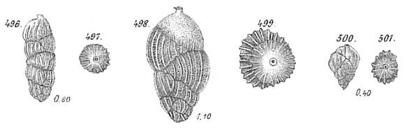 Sivun Uvigerina pygmaea d'Orbigny 1826 kuva