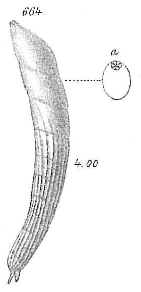 Image of Vaginulina linearis (Montagu 1808)