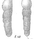 Image of Vaginulina striatocostata d'Orbigny 1850