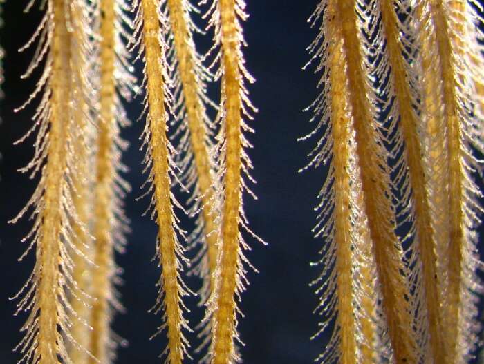 Image of antenna hydroid