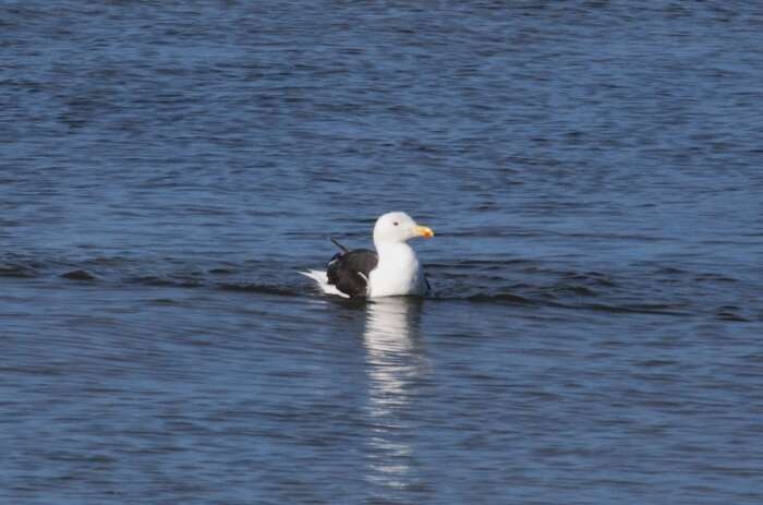 Image of Great Black-backed Gull