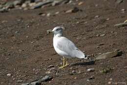 Image of Ring-billed Gull