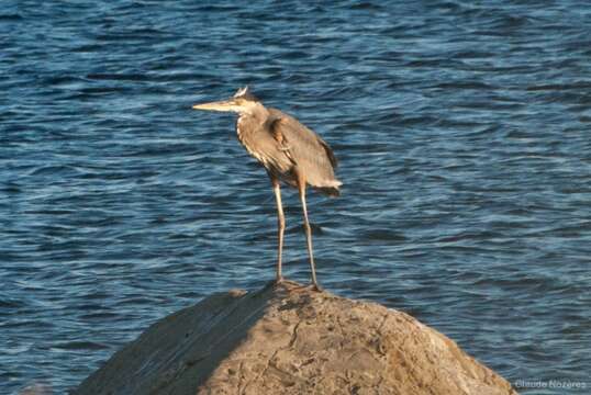 Image of Great Blue Heron