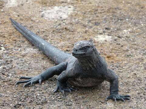 Image of marine iguana