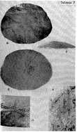 Image of Irregularia Latreille 1825