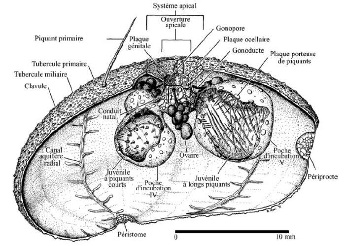 Imagem de Antrechinus Mooi & David 1996