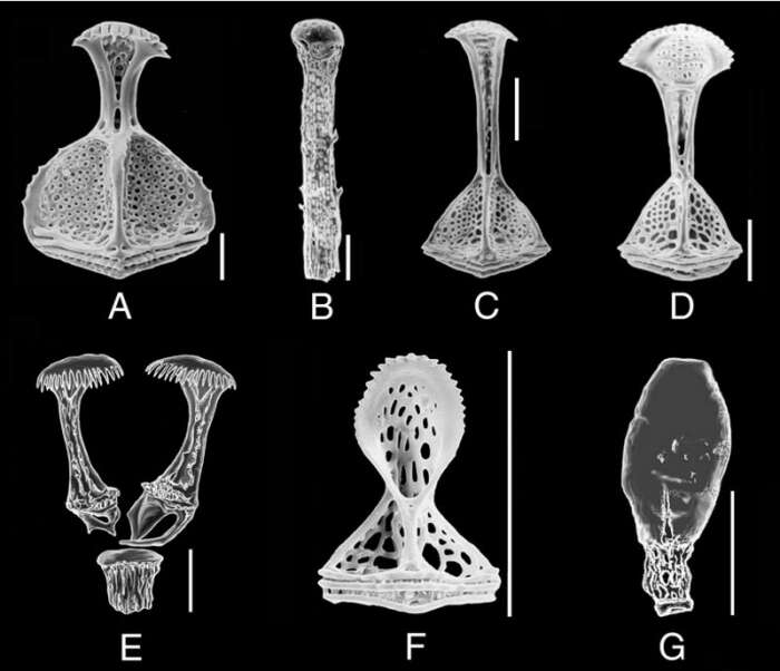 Image of Calymne relicta Thomson 1877