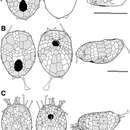 Image of Calymne relicta Thomson 1877