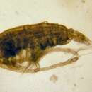 Image of Calanus marshallae Frost 1974