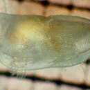 Image of Conchoecissa ametra (G. W. Müller 1906)