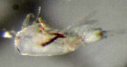 Image of Neocopepoda Huys & Boxshall 1991