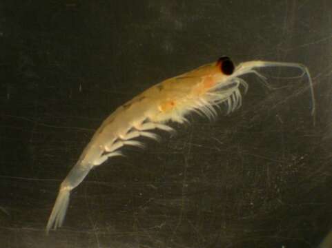 Image of North Pacific Krill