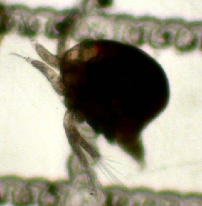 Image of euphausiids