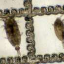 Image of Microcalanus pusillus Sars G. O. 1903