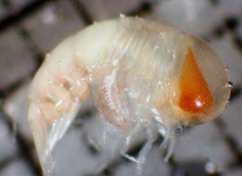 Image of Platyscelidae Spence Bate 1862