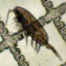 Sivun Pseudocalanus mimus Frost 1989 kuva