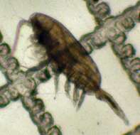 Image of Pseudocalanus mimus Frost 1989