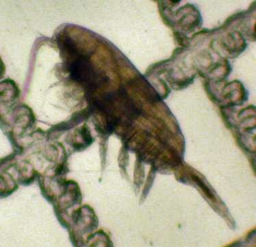 Plancia ëd Pseudocalanus mimus Frost 1989