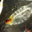 Image of Salpa aspera Chamisso 1819