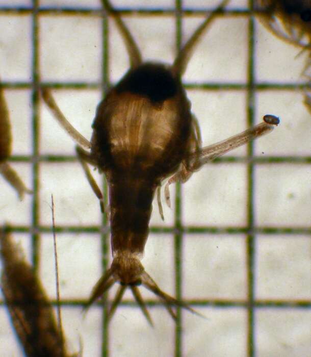 Image of Scinidae Stebbing 1888