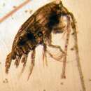 Image of Spinocalanus longicornis Sars G. O. 1900