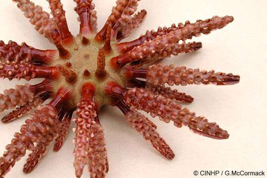 Image of blade-tipped tiara-urchin