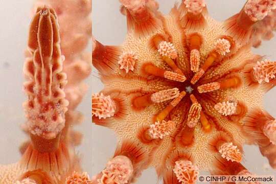 Image of blade-tipped tiara-urchin