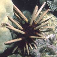 Image of Imperial urchin