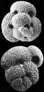 Image of Globigerinoides ruber (d'Orbigny 1839)