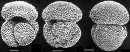 Image of Globigerinoides conglobatus (Brady 1879)