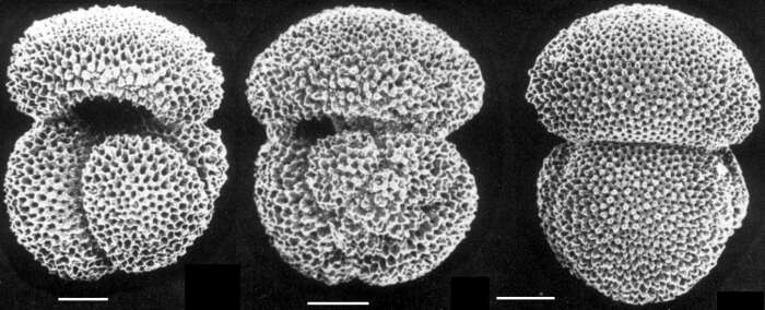 Image de Globigerinoides conglobatus (Brady 1879)