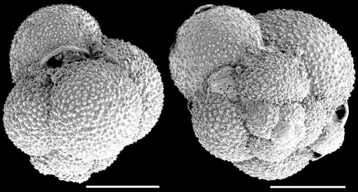 Image of Globigerinita uvula (Ehrenberg 1861)