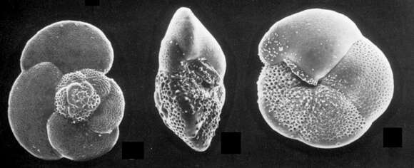 Globorotalia scitula (Brady 1882) resmi