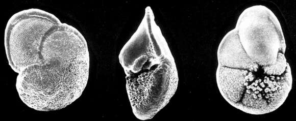 Image of Globorotalia tumida (Brady 1877)