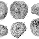 Image of Peripatagus cinctus Koehler 1895