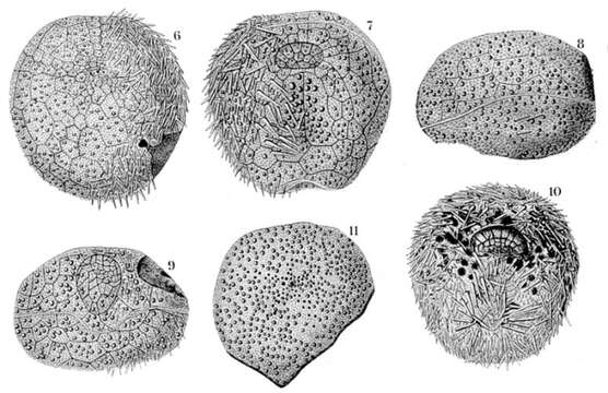 Image of Peripatagus Koehler 1895