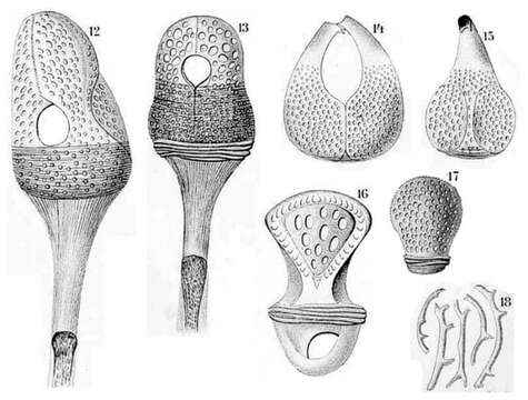 Image of Peripatagus Koehler 1895
