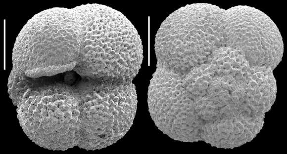 Image of Neogloboquadrina incompta (Cifelli 1961)